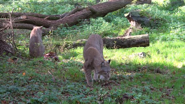 Luchs, Lynx, Raubtier, fressen, Hunger, Fleisch, kauen, Nahrungsaufnahme, Wildtier, 4K