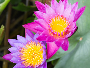 beautiful purple water lily bloom in the pond , lotus