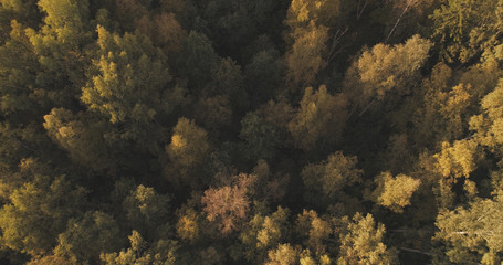 Fototapeta na wymiar Aerial shot of autumn trees in forest