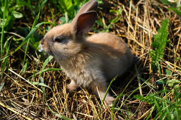 Red-haired rabbit on the farm. Red-haired hare on the grass in nature