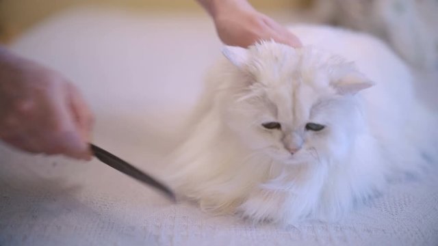 Cat lying and enjoying while being brushed, woman combing fur of snow white cat