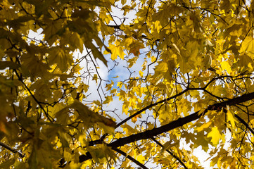Yellow leaves in the tree