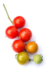 close up of immature tomato panicle isolated on white background