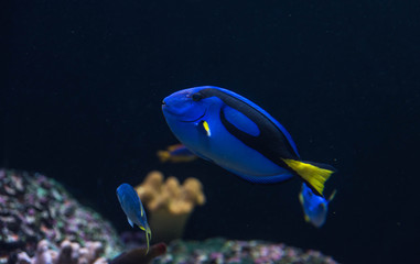 Fototapeta na wymiar fish in the SEA Aquarium Singapore