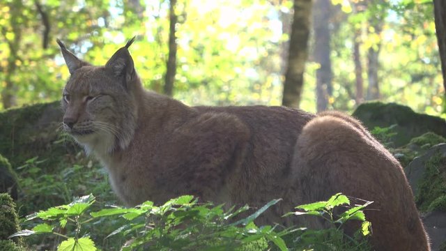 Luchs im Wald, Lynx, Tierverhalten, Bewegung, Raubkatze, 4K