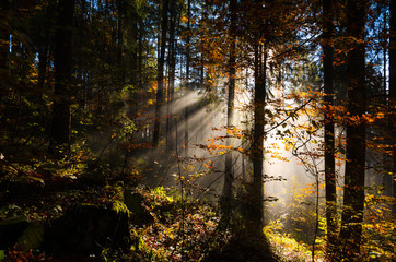 Morning light in the Forest