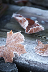 Gefrorener Blatt im Winter