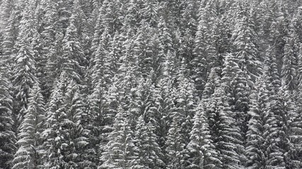 Snow covered treetops. Fir forest in winter.
