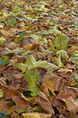 colorful fall leaves, closeup