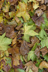 colorful fall leaves, closeup