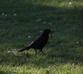 Schwarzdrossel, Blackbird, mit Wurm auf einer Weise