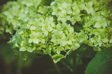 Hydrangea in the garden. Shallow depth of field. Toned image.