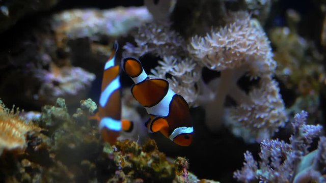 Nemo clown fish in the anemone on the colorful healthy coral reef. Anemonefish nemo couple swimming underwater. Scuba diving coral reef scene with nemo and anemone.