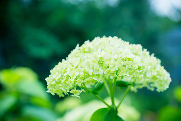 Hydrangea in the garden. Shallow depth of field.