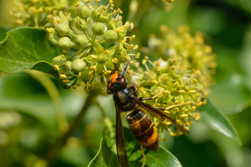 Asiatische Hornisse sitzt auf Efeublüte