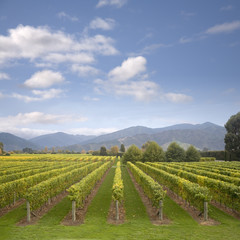 Fototapeta na wymiar New Zealand Marlborough Vineyard in Early Autumn