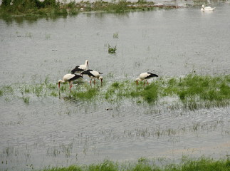Adebars, Storks, finden Futter im überfluteten Neckar bei Mannheim, Sommer 16