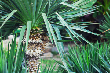 Palm tree. Photos for travel.