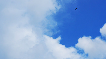 Bright light blue clear sky with big fluffy cloud cluster frame border on the left and bottom, with small black bird flying
