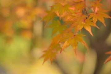 Naklejka na ściany i meble Background of vibrant colored Japanese Maple leaves with blurred background