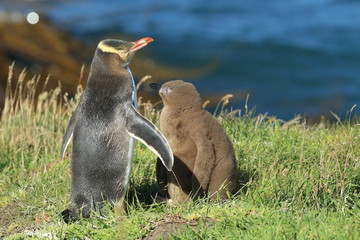 yellow-eyed penguin new zealand © Frank Fichtmüller