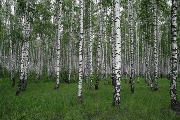 Birches forest
