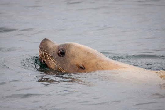 Robbe Seel&ouml;we schwimmt im Meer. Fotografiert als Portrait.