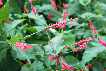Bistorta amplexicaulis green plant with red flowers