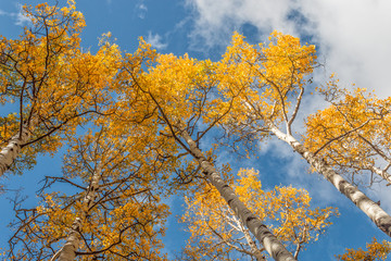 Aspens Reaching for the Sky in Autumn