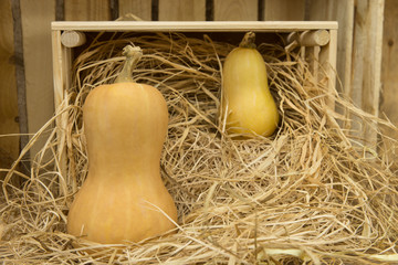 dynie piżmowe © Marcin