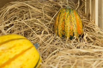 dynie © Marcin