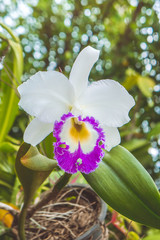 white flowers or cattaleya orchid flowers blooming in the nature garden background