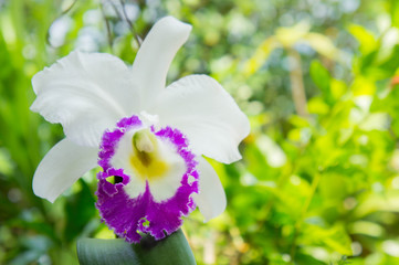 white flowers or cattaleya orchid flowers blooming in the nature garden background