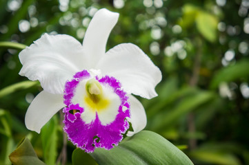white flowers or cattaleya orchid flowers blooming in the nature garden background