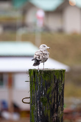Möwe sitzt oder schläft auf einem Holzpfahl im Hafen in Telegraph Cove Vancouver Island