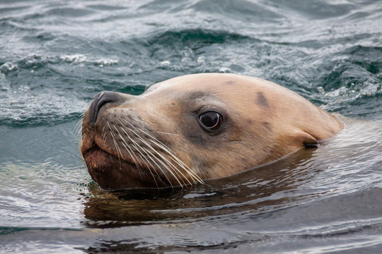 Robbe Seel&ouml;we schwimmt im Meer. Fotografiert als Portrait.