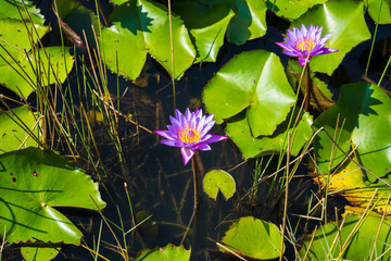 Purple Lotus in the lotus pond