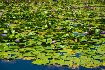 Purple Lotus in the lotus pond