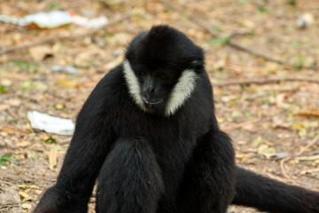 Close up of black gibbon (white-cheeked gibbon) sitting and finding the food on nature wild background