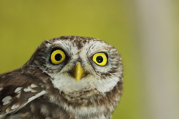 closeup of beautiful Athene noctua