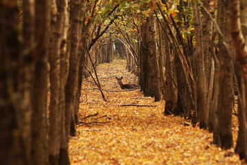 deer doe in autumn forest
