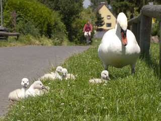 Swan taking care of chicks