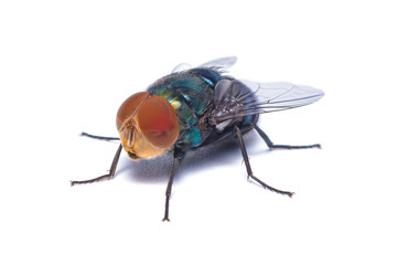 Fototapeta na wymiar The close up photo of blow fly isolated on white background