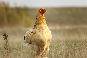 domestic hen in the field