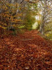 Fototapeta premium Foglie