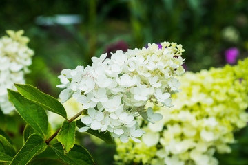 Hydrangea in the garden. Shallow depth of field.