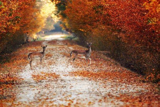 Fallow Deer Does On Rural Road In Autumn