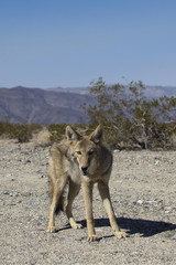 Fototapeta premium Coyote from death valley