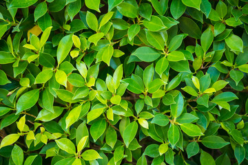 Zoom shot of green trees
