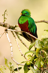 Quetzal macho